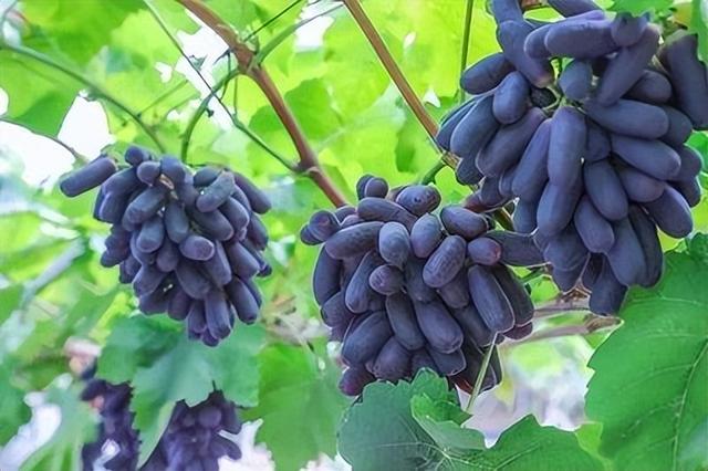 想要你家的蓝宝石葡萄长得好，特殊技巧少不了，在家种植不愁产量