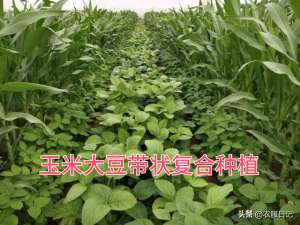 黄豆种植日记-玉米大豆带状复合种植模式下，杂草该如何防治？专家给出了答案