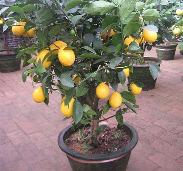 盆栽柠檬树，“结果期”做1点，果实不掉落，枝头挂满“黄金果”