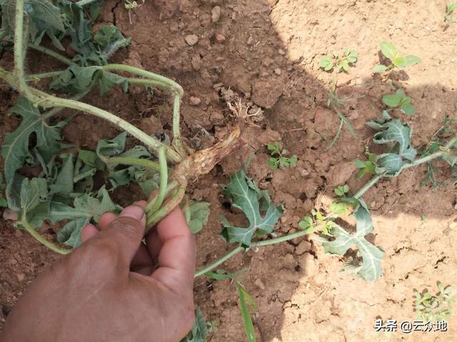 西瓜怎么种植能结瓜多？首先控制旺长，合理留蔓、施肥，防好病虫