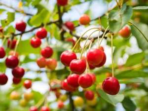 浙江适合种植樱桃吗-樱桃、蓝莓、枇杷…“浙”些初夏水果采摘地 吃上3天3夜都不够