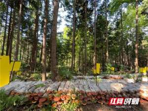 茶树菇一亩种植成本-全国融媒江西行丨广昌小蘑菇 樟树林里放光彩