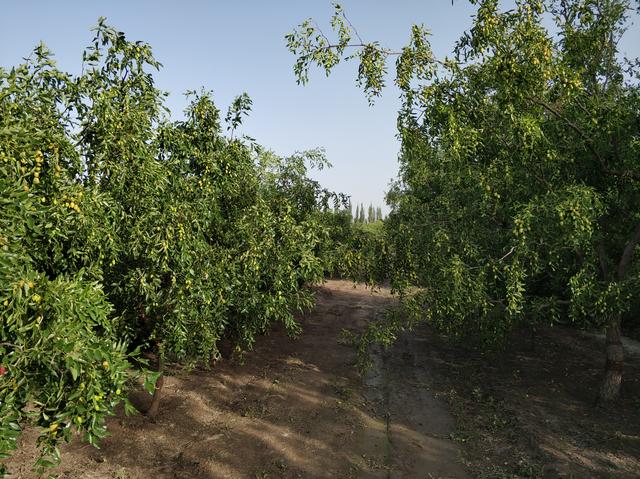 红枣树长得挺好，就是不结果，农民做好这7点，红枣挂满枝