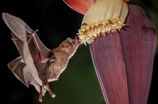 研究称香蕉种植园的“快餐”使蝙蝠的肠道变得不健康