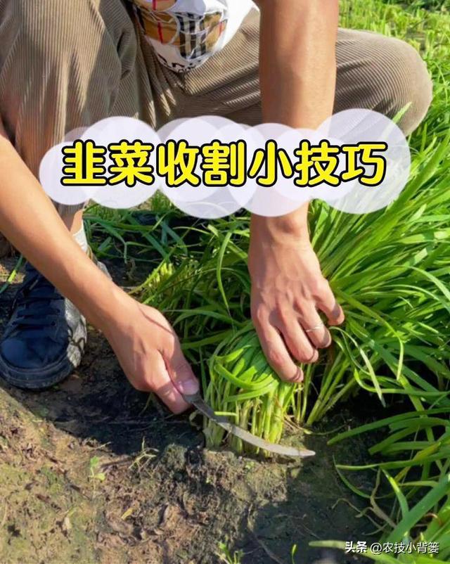种植韭菜不养根，叶片黄弱细瘦变成针！韭菜养根记住7个方法