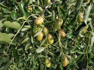 西红柿枣种植技术-红枣树长得挺好，就是不结果，农民做好这7点，红枣挂满枝
