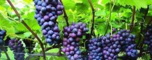 家庭盆栽葡萄种植技
