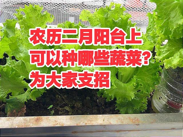 农历二月阳台上可以种哪些蔬菜？为大家支招