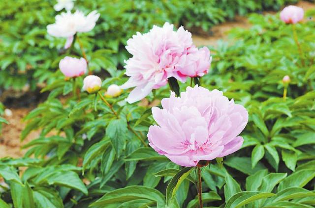 中江芍药鲜切花年销量700万枝，首次出口欧洲——这朵芍药花如何“吸睛”更“吸金”？