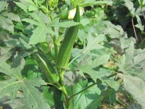 五角茄种植-如何在上海栽培黄秋葵？