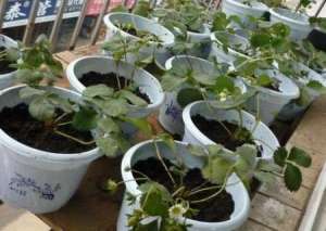 大棚草莓种子种植方法-草莓种子怎么种花盆里
