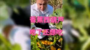 西胡芦种植管理视频-香蕉西葫芦吃了还想吃。