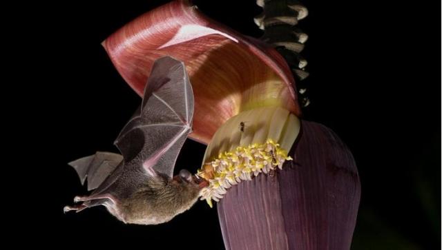 研究称香蕉种植园的“快餐”使蝙蝠的肠道变得不健康