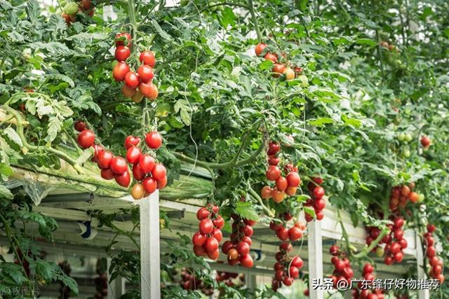 番茄种植的黄金时间：把握特点，收获高产