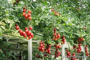 蔬菜种植时间-番茄种植的黄金时间：把握特点，收获高产