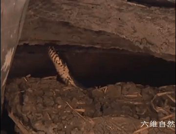 黑龙江一养蜂场出现众多王锦蛇，几乎成为养蛇场，蛇群从不攻击人