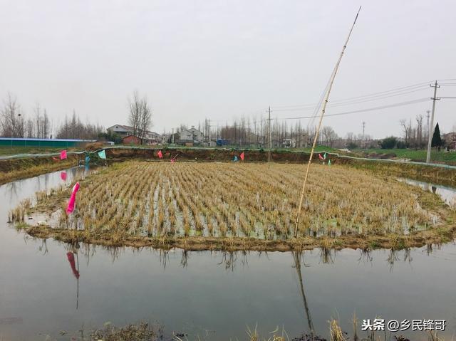 农村生态养殖新模式，稻田套养中华鳖关键技术，一亩地赚两亩地钱