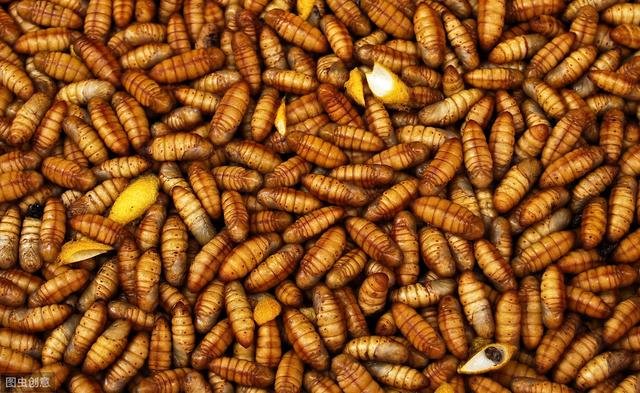 桑蚕养殖及病虫害防治技术，经济作物，丝绸的原料！