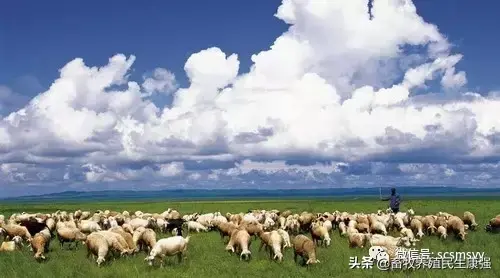 「牛羊鹿养殖」浅谈养殖牛、羊、鹿反刍动物常用草种和数量
