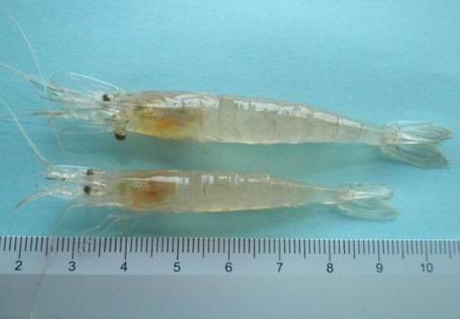脊尾白虾，你知道怎么养殖吗，小编带你看看