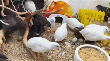 浙江一男子“鱼缸”布景养“鸡”，捡蛋捡到手软，一只一年300枚