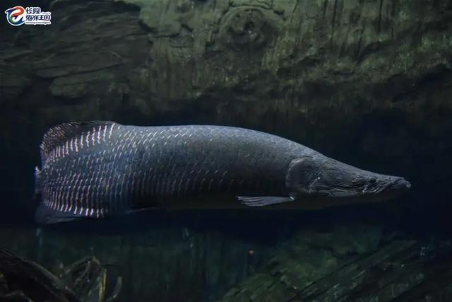 身体十分坚硬！轻松长到400斤3米长，巨骨舌鱼到底有多强