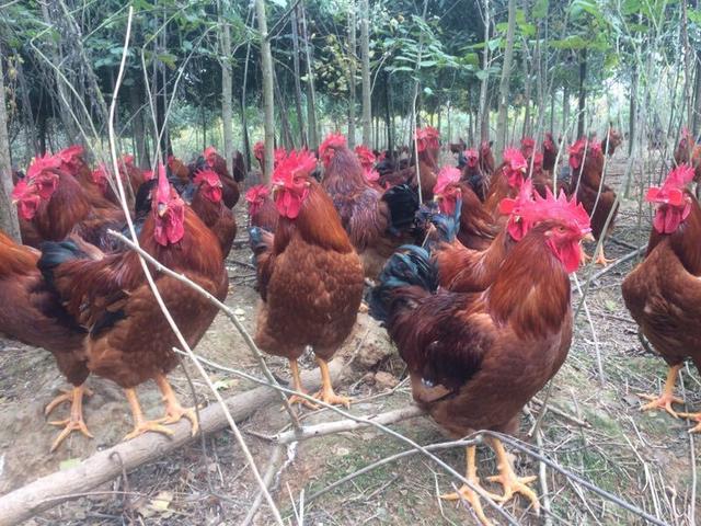 农村养殖户注意啦，生态土鸡养殖“鸡”会多多！