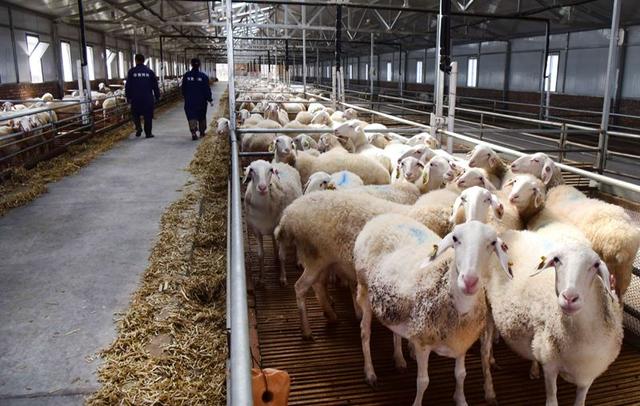 未来养羊必备的3种养殖设备，这样养殖才省力、省时、更省心