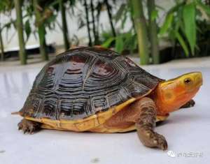 乌龟养殖周期(要怎么养好龟，这个问题真的可大可小啊)