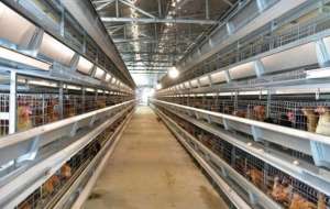 一万只蛋鸡养殖厂规划(蛋鸡场规划布局：因地制宜利用自然资源，借用绿化作为区域间屏障)