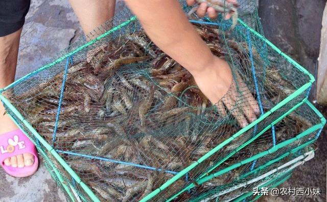 日本沼虾怎么养？日本沼虾的养殖技术