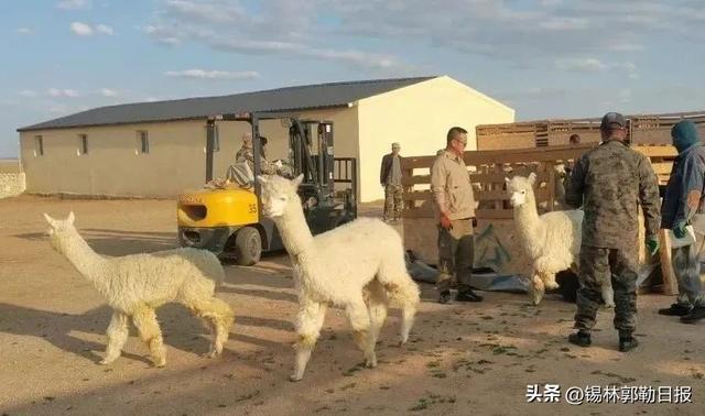 全国最大羊驼养殖基地！又有上千只“神兽”来锡林郭勒草原