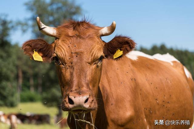 未来10年，规模牛场和家庭牛场，到底谁能成为肉牛产业的主力军？