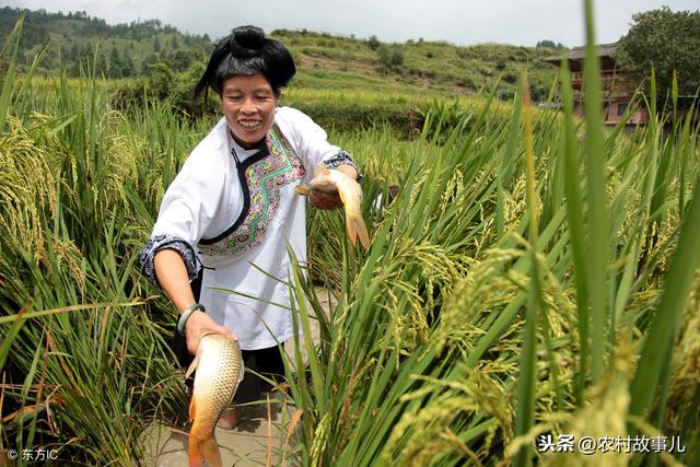 农村稻鱼共养，以鱼补稻，巧妙提高稻田效益，丰富百姓菜篮子