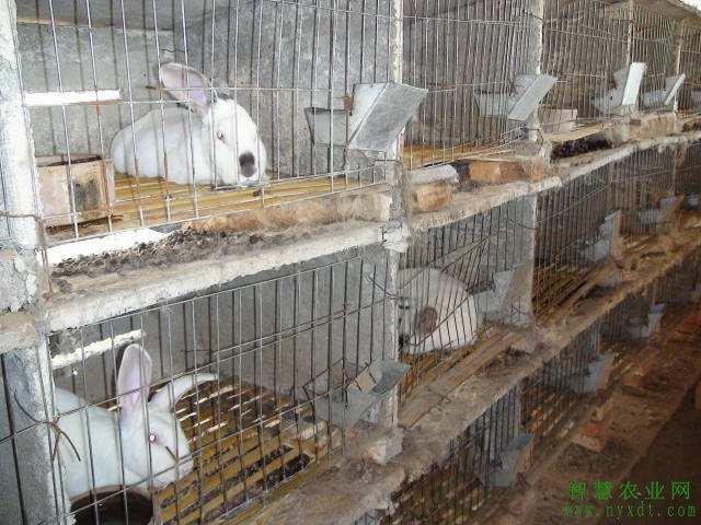 养殖技术：獭兔的饲养搭配技术