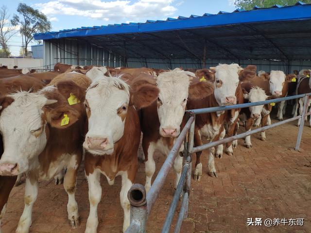中国农村养殖西门塔尔母牛没有钱赔的因素 只是赚的多与少而已