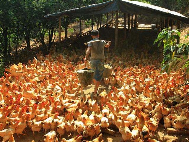 广西岑溪特色古典三黄鸡养殖助农户脱贫致富