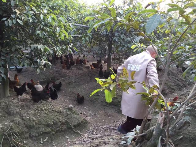 农村养殖户注意啦，生态土鸡养殖“鸡”会多多！