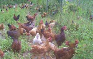 河南养殖柴鸡(豫西土鸡养殖户，山地养鸡3000只，年收入30多万)