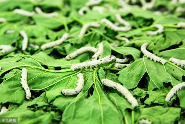 桑蚕养殖及病虫害防治技术，经济作物，丝绸的原料！