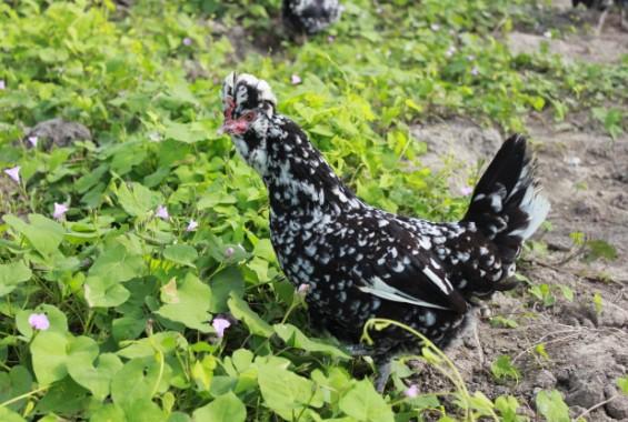 这5种“鸡不像鸡”的鸡，中国农民养多少卖多少