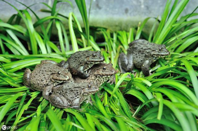 养殖青蛙还要种植青草，这4个优点是作为养殖做不得不考虑去尝试