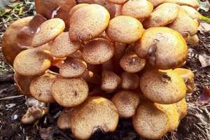 猴头菇养殖条件(榛蘑如何栽培？栽培天麻时易获得，可谓一举双丰收)
