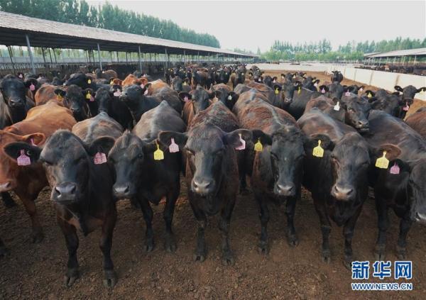 河北丰南：“牛经济”助力乡村振兴