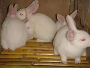 獭兔和家兔的养殖周期(提高兔子成活率的几个关键措施及时间点~养兔经验分享)