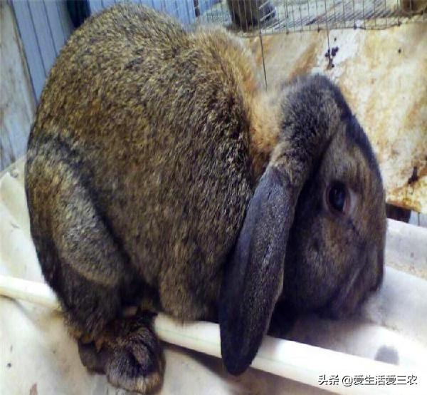 能长到20斤重的肉兔你见过吗？农村致富好门路！