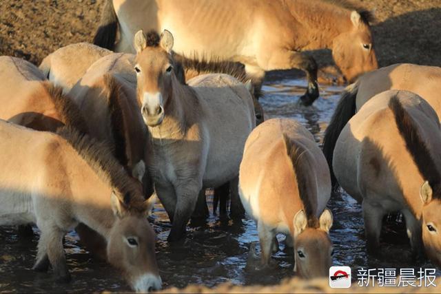 中国野马数量已超过500匹 成为世界最大野马繁殖基地