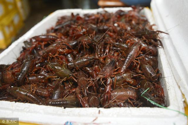水温在龙虾养殖过程的重要性你知道吗？最适宜龙虾生长温度是多少