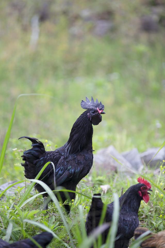 农村阿叔养“像鸟”的鸡，母鸡年产蛋160-180枚，每年获利几十万