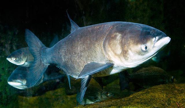 丹江口水库：5年放流580万尾鱼，库区最大的“鱼王”有多大？